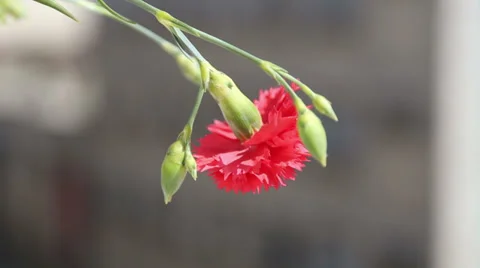 Dianthus Stock Footage 37202775