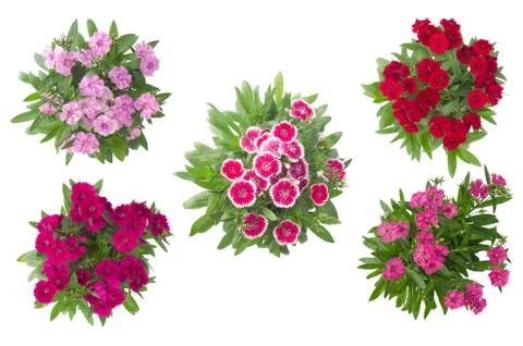 Dianthus isolated on a white background Stock Photos