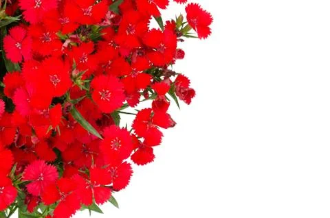 Dianthus isolated on  white background Stock Photos