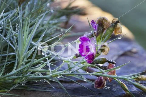Dianthus, or pinks flowers on a dewy morning. Stock Photos