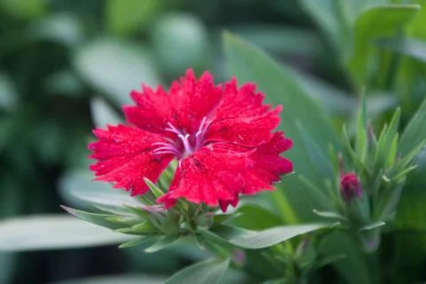 Dianthus Stock Photos