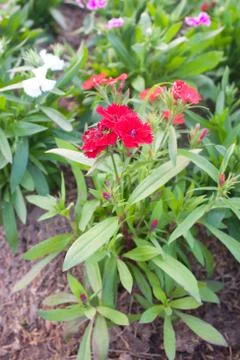 Dianthus Stock Photos