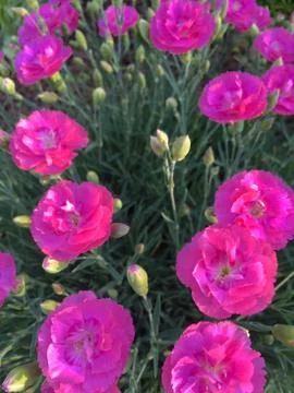 Dianthus Stock Photos