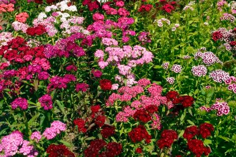 Dianthus Stock Photos