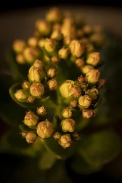 Dianthus Stock Photos