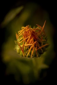 Dianthus Stock Photos