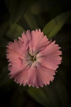 Dianthus Stock Photos
