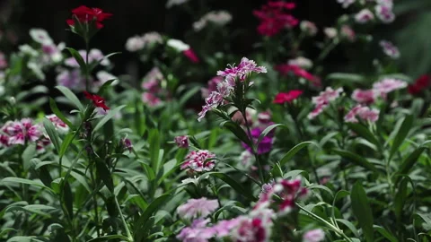 DIANTHUS PLANT Stock Footage 306693305