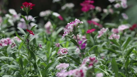 DIANTHUS PLANT Stock Footage 306693358