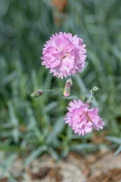 Dianthus plumarius (Carnation Hungarian) feathered pink flowers Stock Photos