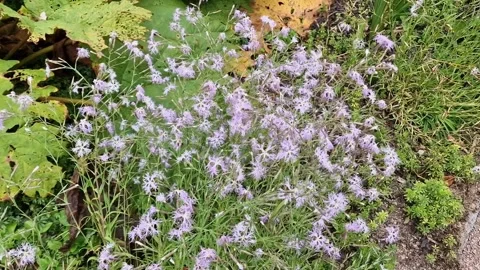 Dianthus superbus Stock Footage 314012259