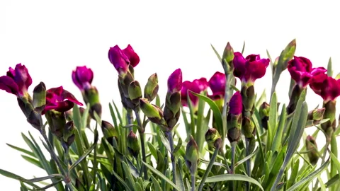 Dianthus time lapse Видео 137353456