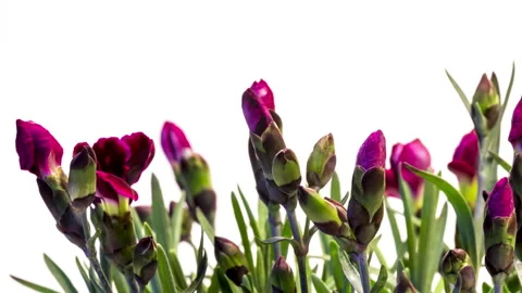 Dianthus time lapse Stock Footage 137355097