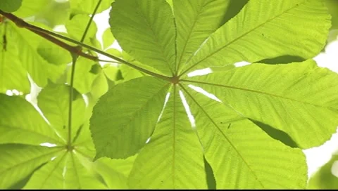 Diaphanous chestnut tree leaf Stock Footage 7542937
