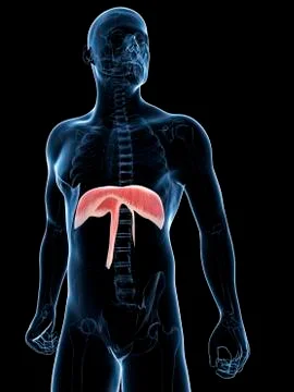 Diaphragm; artwork Stock Illustration