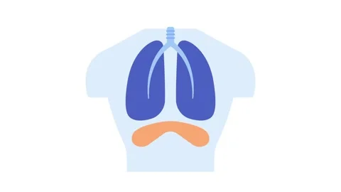 Diaphragm breathing 2D animation Stock Footage 165914959