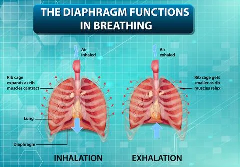 The diaphragm functions in breathing Stock Illustration