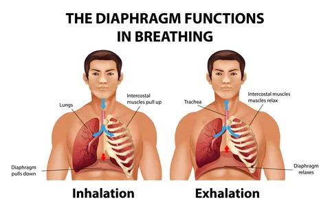 The diaphragm functions in breathing Stock Illustration