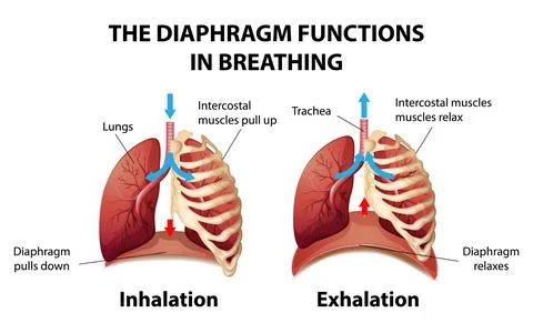 The diaphragm functions in breathing Stock Illustration