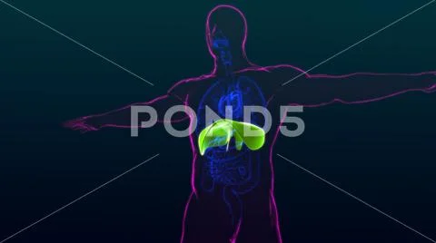 Diaphragm Human Respiratory System Anatomy For Medical Concept 3D ...