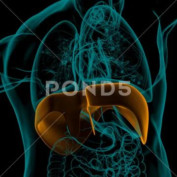 Diaphragm Human Respiratory System Anatomy For Medical Concept 3D ...