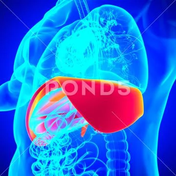 Diaphragm Human Respiratory System Anatomy For Medical Concept 3D ...