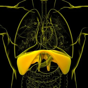 Diaphragm Human Respiratory System Anatomy For Medical Concept 3D Rendering Stock Illustration