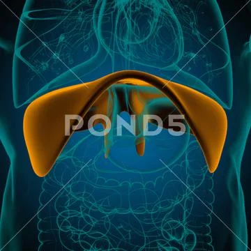 Diaphragm Human Respiratory System Anatomy For Medical Concept 3D ...