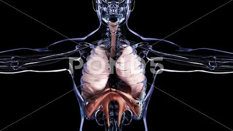 Diaphragm Human Respiratory System Anatomy, the diaphragm muscle on ...