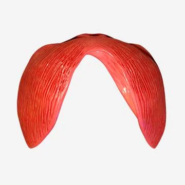 Diaphragm Stock Illustration