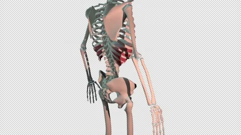 Diaphragm Muscles Full Roration Loop 動画素材 154398480