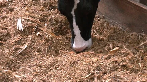 Diary Cows Eating a Hay in Modern Free Livestock Stall. Stock Footage 313225199