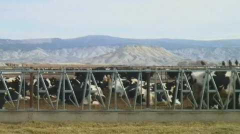 Diary cows lined up at feeding trough Stock Footage 113049