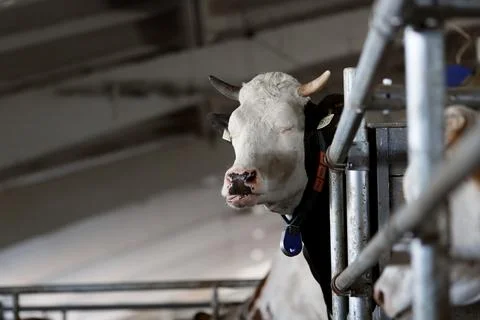 Diary cows in modern free livestock stall, Stock Photos