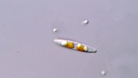 Diatom Algae in High Magnification, Microscopic view Vídeos de archivo 317254102