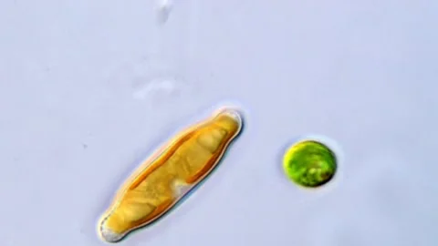 Diatom and green algae under microscope Vídeos de archivo 317254290