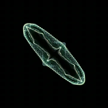 Diatom A Stock Footage 864308