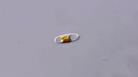 Diatom Vídeos de archivo 310302001