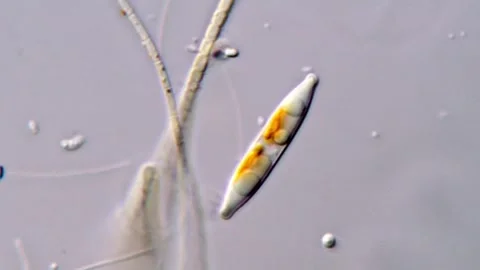 Diatom microorganism under DIC microscope, 4K Video 库存影片 317254105