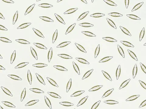 Diatoms under microscopic view Stock Photos