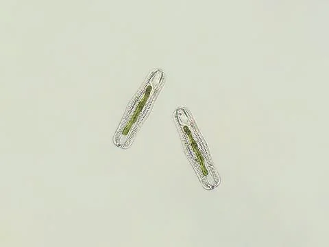 Diatoms under microscopic view Stock Photos