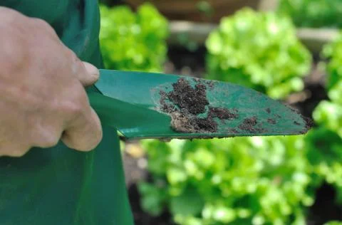 Dibble for gardening Stock Photos