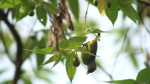 The dicaeum bird Stock Footage 229202380