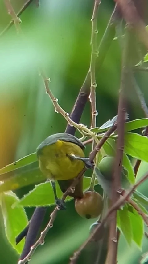 The dicaeum bird Stock Footage 240258140