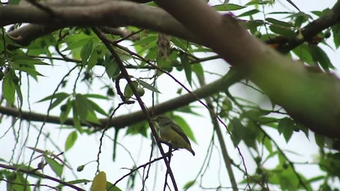 The dicaeum bird Stock Footage 240728297