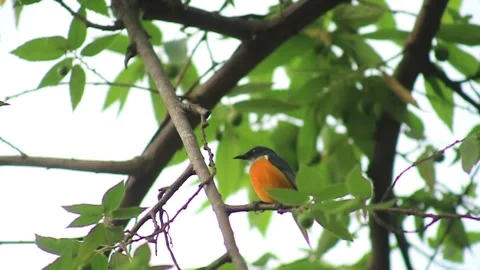 The dicaeum trigonostigma bird Stock Footage 240729301