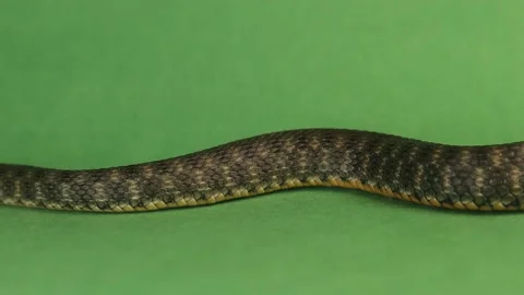 Dice snake crawling isolated on green background. water snakes, non venom Stock Footage 208947447