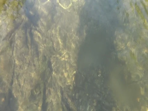 Dice snake diving in a river in austria, natrix tessellata Stock Footage 126965125