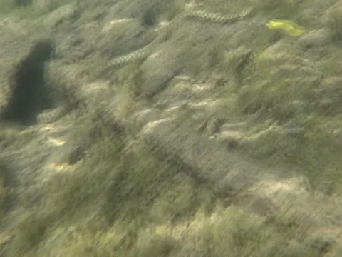 Dice snake diving in a river in austria, natrix tessellata Vídeos de archivo 126965144
