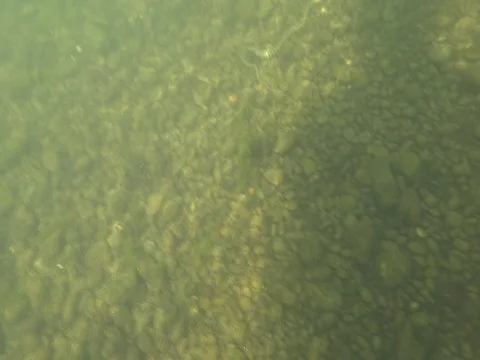Dice snake diving in a river in austria, natrix tessellata Stock Footage 126965164